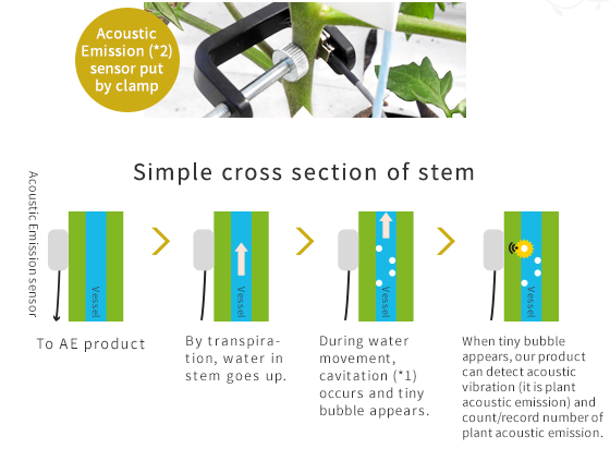 Simple cross section of stem